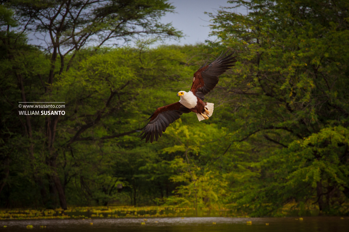 African Sea-Eagle